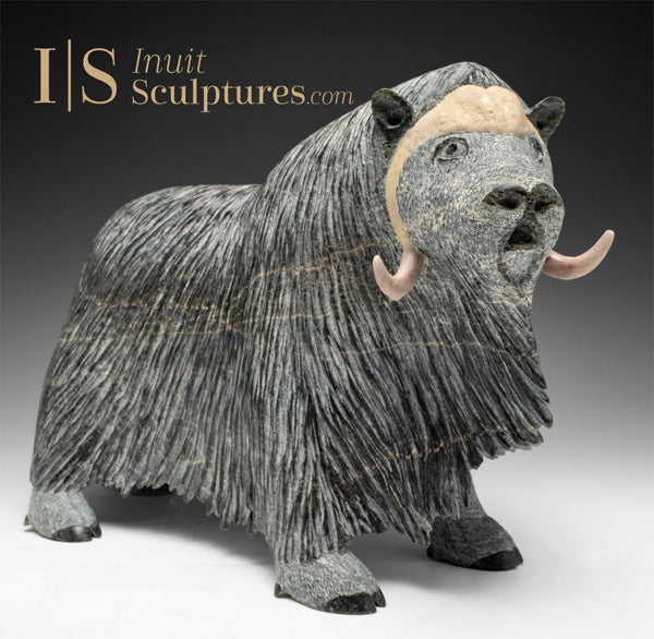14" SIGNATURE Muskox by Lucassie Ikkidluak *Full of Heart*