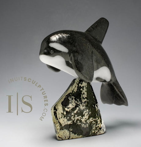 Orca de 7 pouces, SIGNATURE de Johnnysa Mathewsie *Figée*