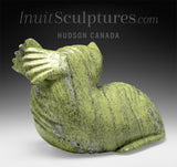 16" Basking Walrus by Noah Jaw *Orion*