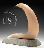 14"  Muskox Horn Crane by Charlie Ookpik *Poised*