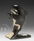 5" Orca Whale by Kelly Etidloie *Surfer Boy*