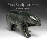 10” Walking/Scenting Bear by Noah Jaw *Under Your Nose*