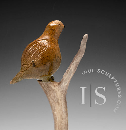 9" Ptarmigan (Bird) in Tree by Peter K. *Cat Nap*