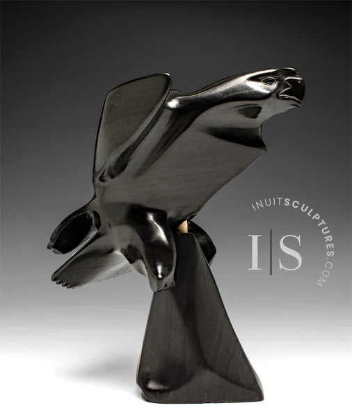 8" Hawk by Joe Sala *Tight Grip*