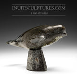 10" Beluga Whale by Louie Uttaq  Gjoa Haven *Guarding the Rear*