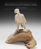 8" Hawk by Damien Iquallaq *A Love That Will Not Fail*