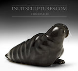 8" Basking Walrus by Famous Jimmy Iqaluq