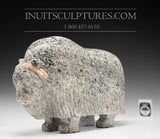 14" Enchanting Muskox by Simeonie Killiktee