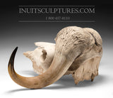28" Muskox Bone (artefact)  (died of natural cause) *Return to the Ground*